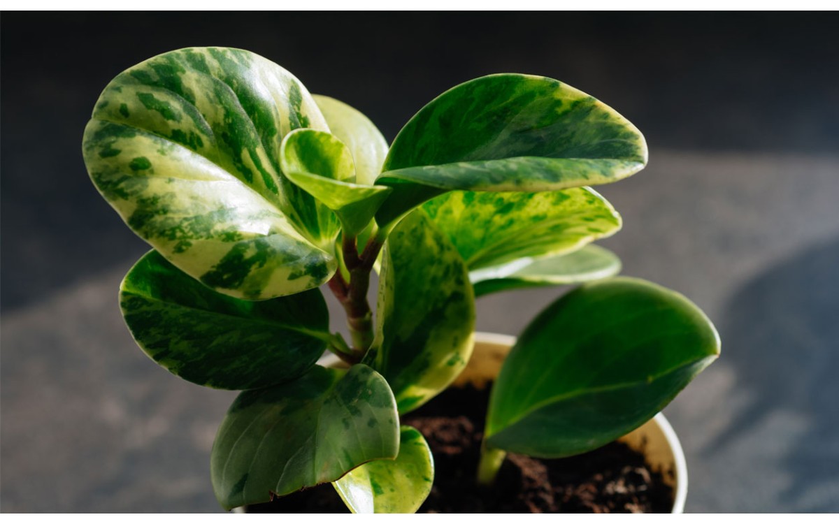 Peperomia obtusifolia