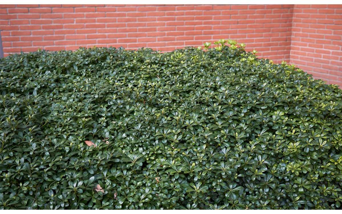 Pittosporum, el mejor cerco natural