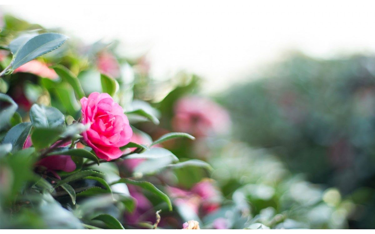 Planta Unas hermosas Camelias en macetas