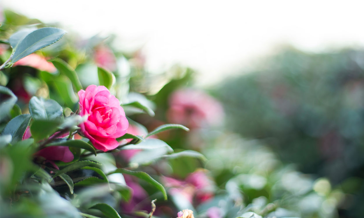 Planta Unas hermosas Camelias en macetas