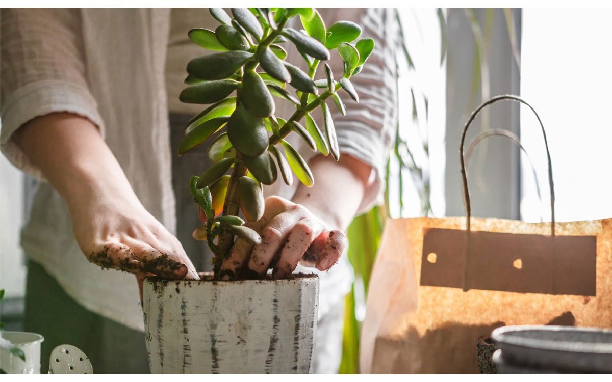 Plantar plantas de interior para decorar en primavera y verano