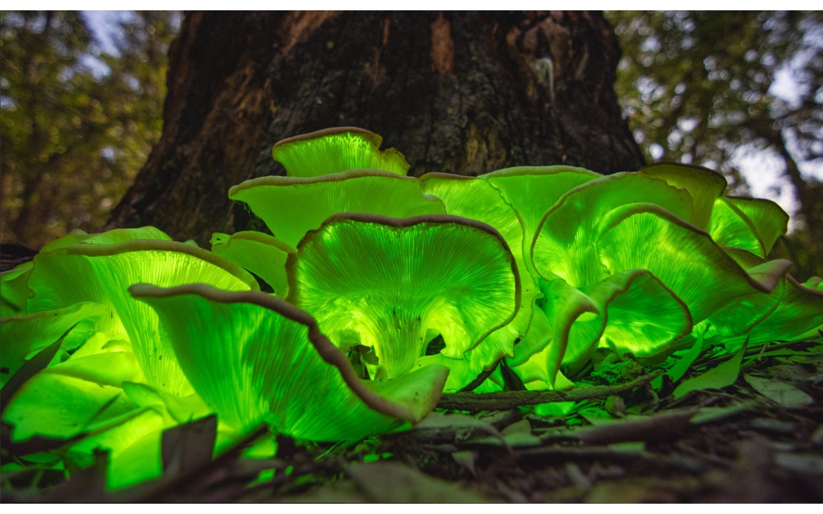 Plantas bioluminiscentes, un fenómeno insólito
