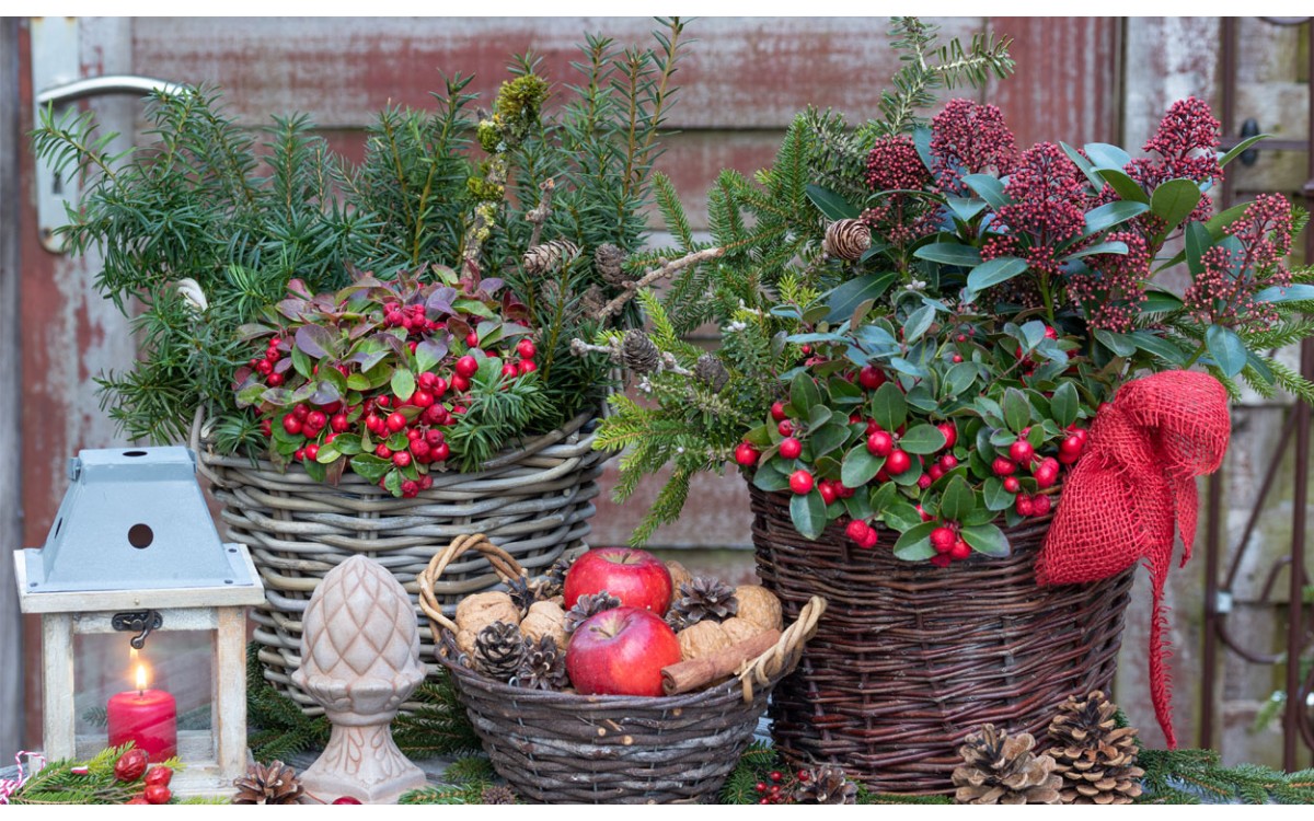 Plantas de Navidad