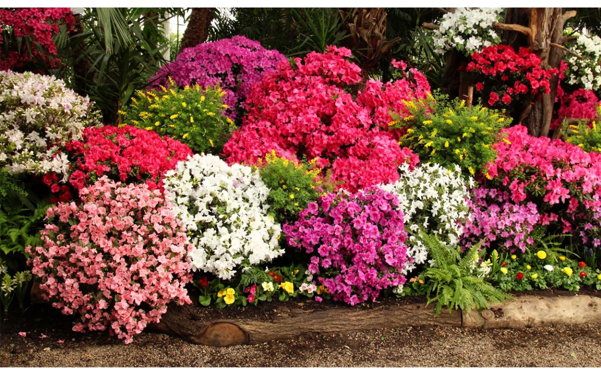 Plantas de exterior que florecen todo el año para tu jardín