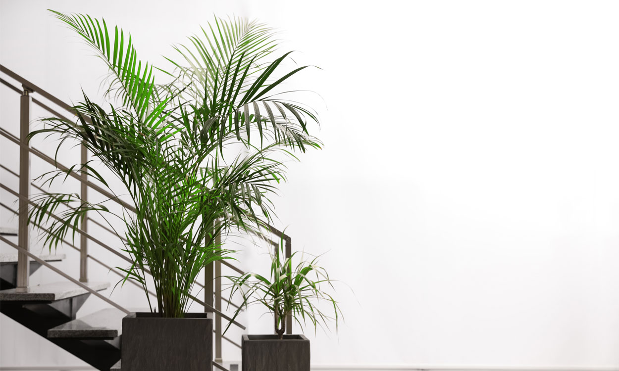 Plantas ornamentales ideales para la oficina