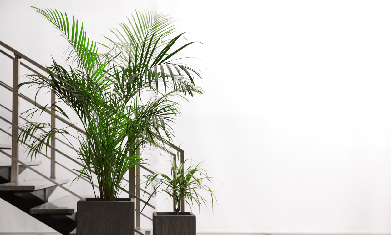 Plantas Decorativas