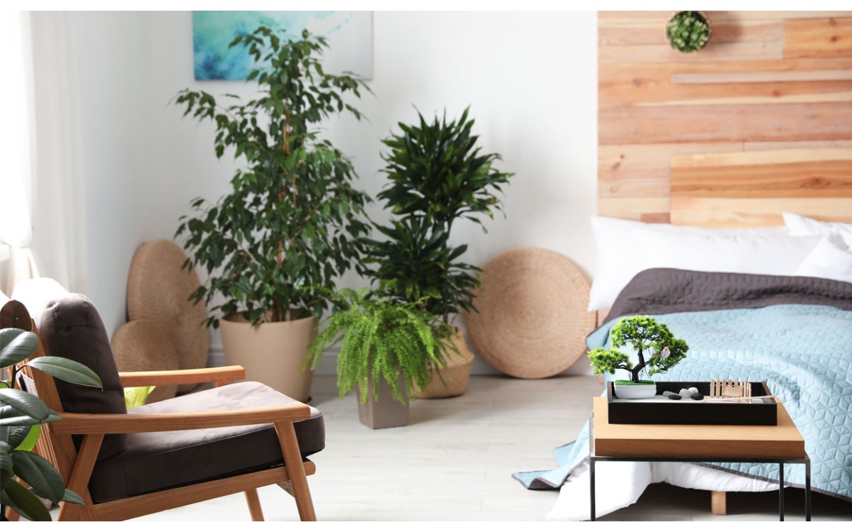 Plantas para el dormitorio según el Feng Shui