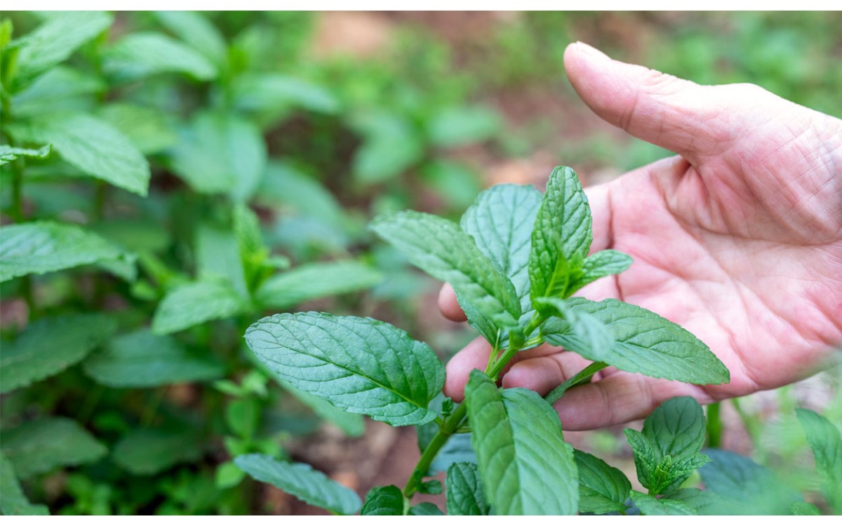 Plantas protectoras para cuidar tu hogar