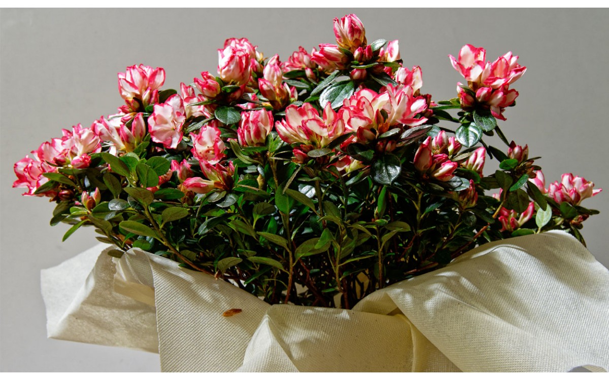 ¿Por qué regalar azaleas?