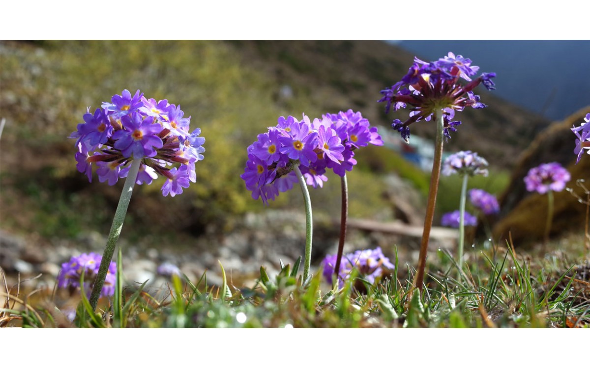 Prímula, la flor ideal para darle colorido a su jardín