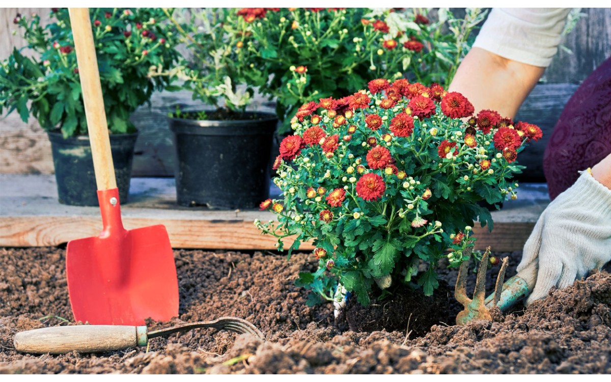 ¿Qué plantas de interior se pueden plantar juntas?