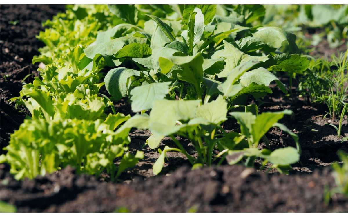 ¿Qué plantas plantar en el jardín de tu casa en verano? Y cómo cuidarlas 