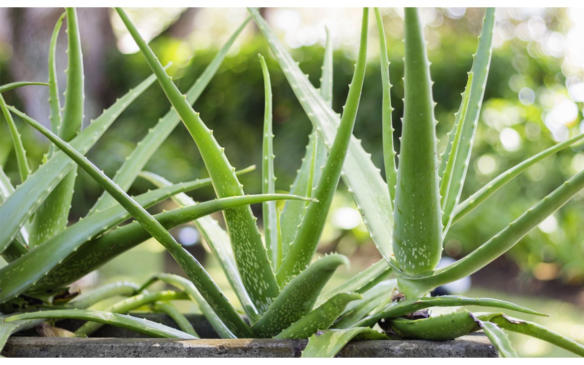 ¿Qué plantas son las mejores para regalar?