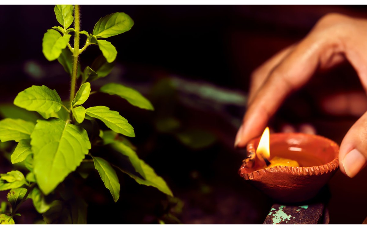 ¿Qué son las plantas sagradas?