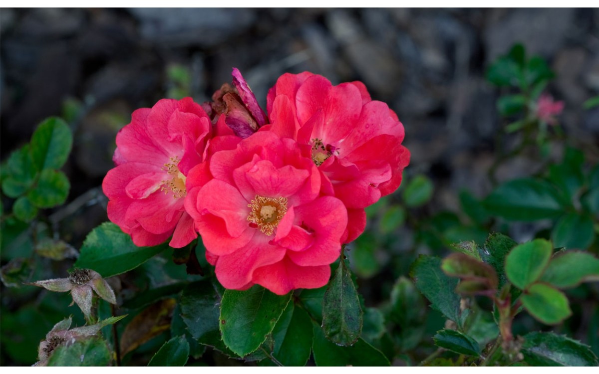 Rosa Chinensis, las rosas silvestres más valoradas