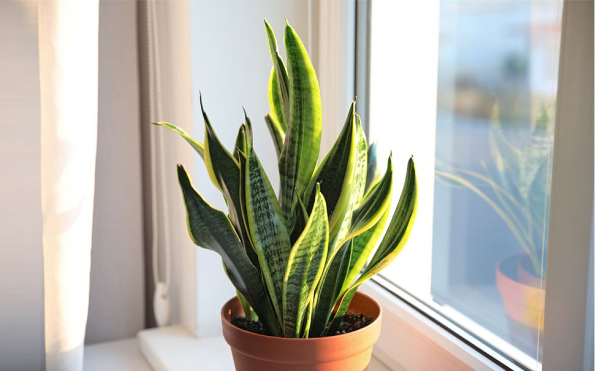 Sansevieria: Espada de San Jorge