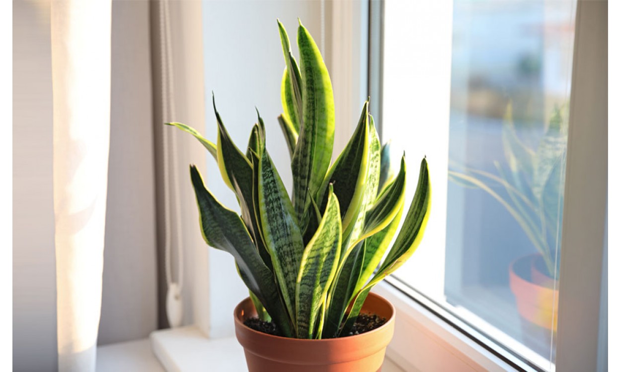 Sansevieria: Espada de San Jorge