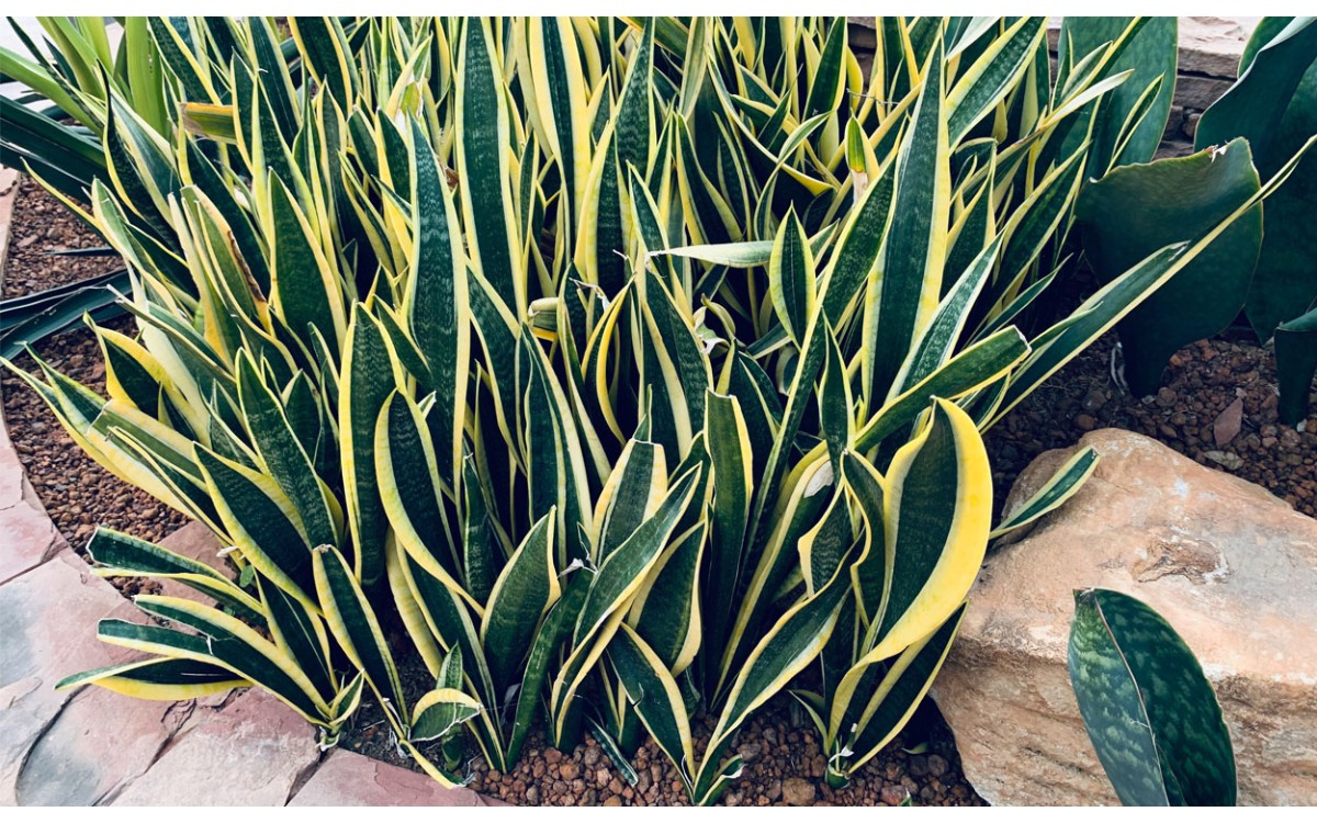 Sansevieria trifasciata: cuidados y características