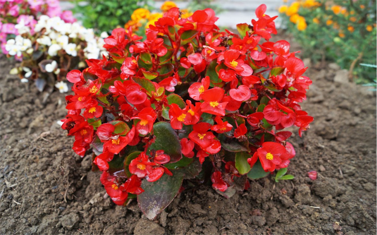 Secretos de las Begonias: sus cuidados, variedades y sus diferentes colores