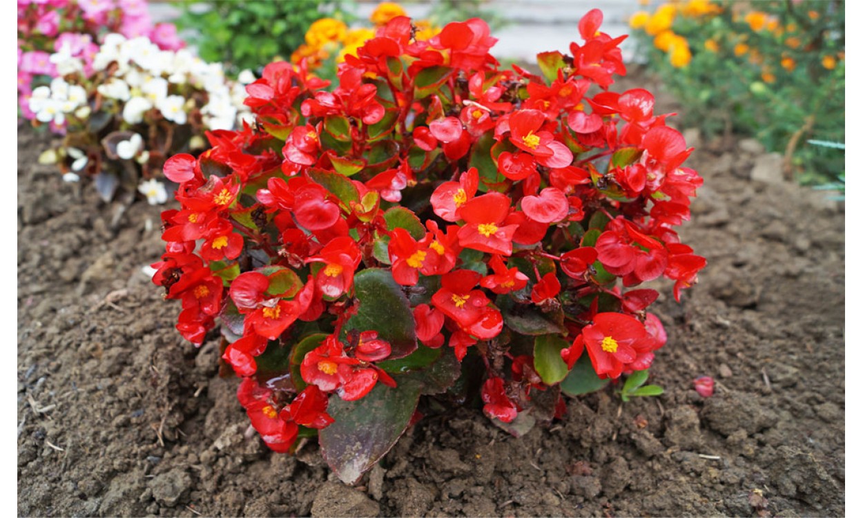 Secretos de las Begonias: sus cuidados, variedades y sus diferentes colores