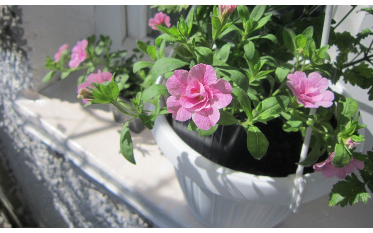 Selección de hermosas plantas para decorar el alféizar de la ventana de su hogar u oficina