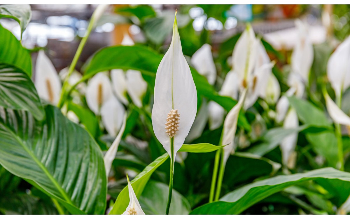 Spathiphyllum: El lirio de la Paz