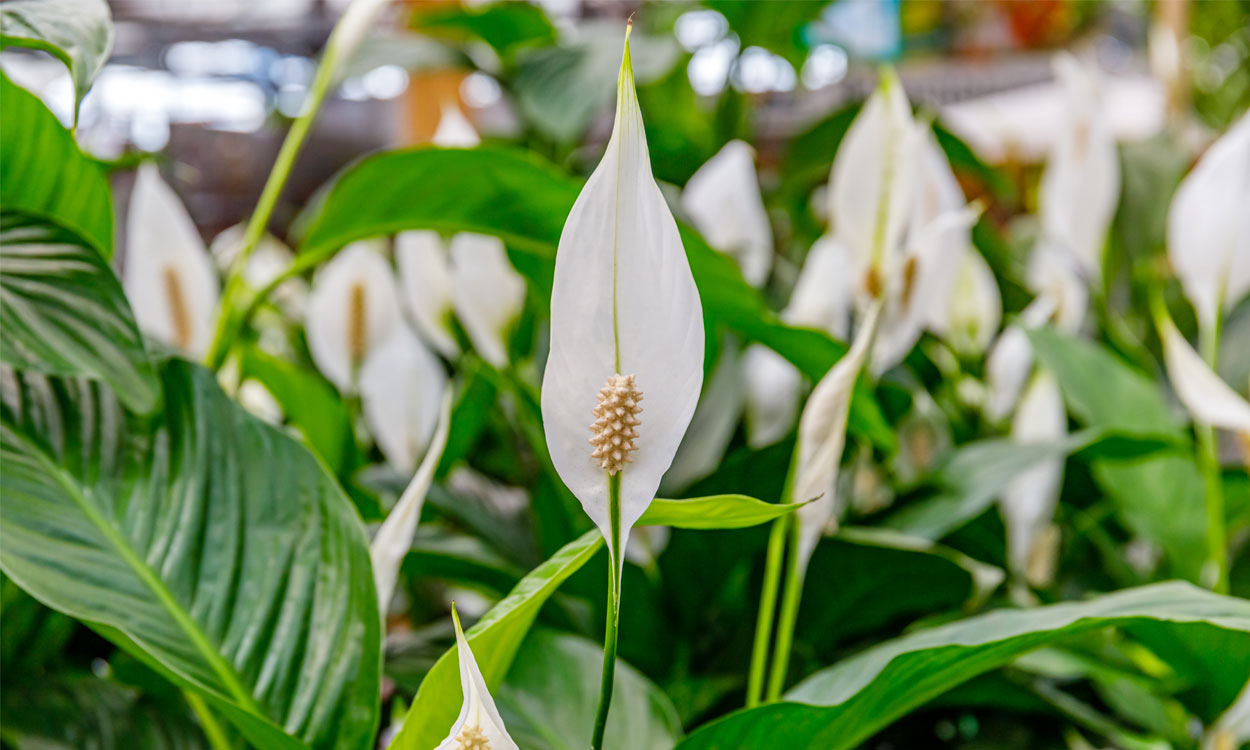 Spathiphyllum: El lirio de la Paz