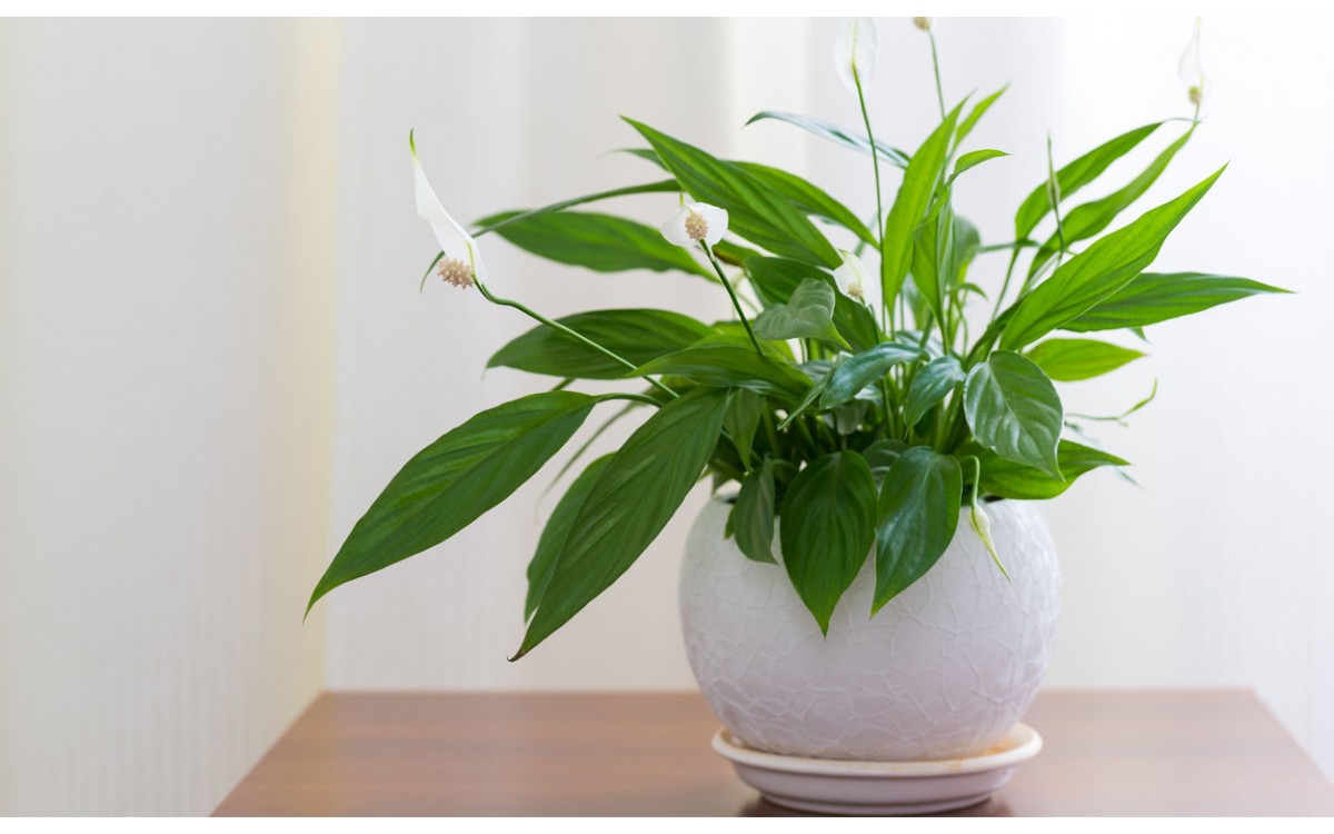 Spathiphyllum, la planta que lleva salud a tu hogar