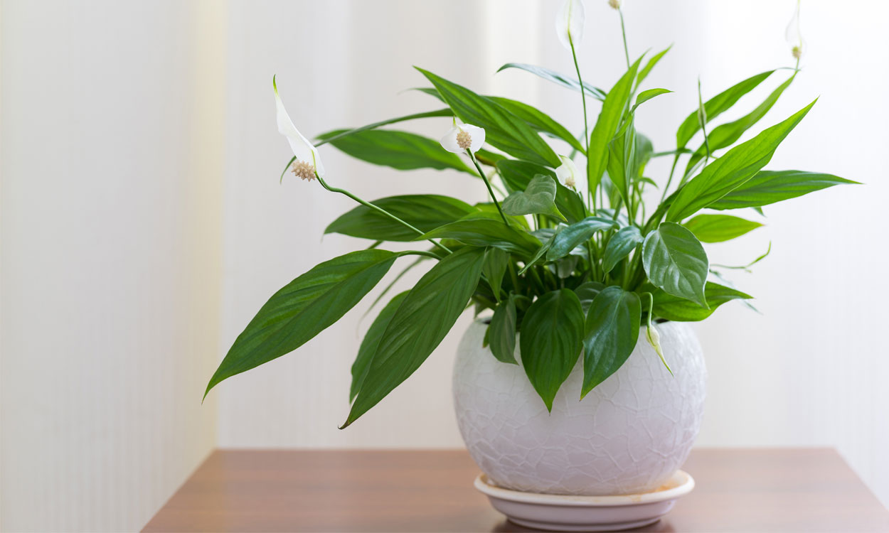 Spathiphyllum, la planta que lleva salud a tu hogar