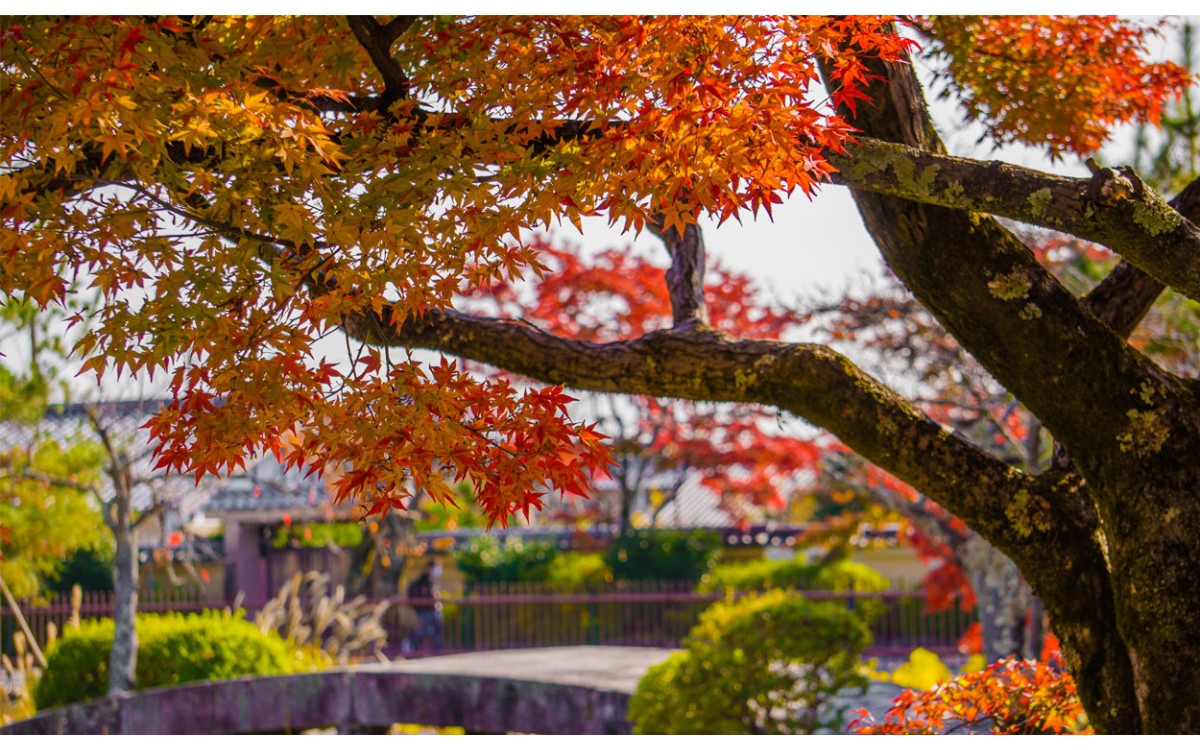 Todo lo que necesitas saber del arce japonés