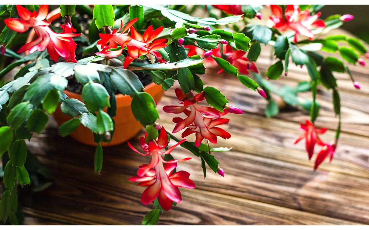 Todo lo que necesitas saber sobre Cactus de Navidad