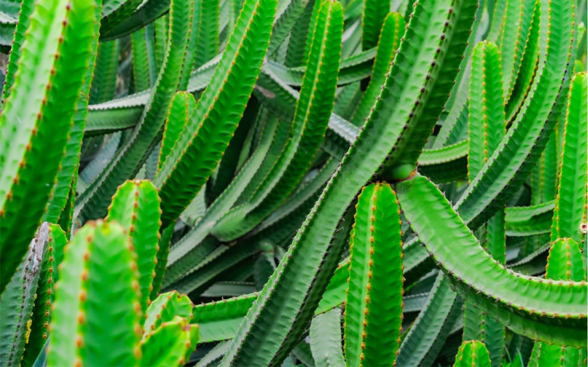 Todo lo que necesitas saber sobre el Cactus Euphorbia