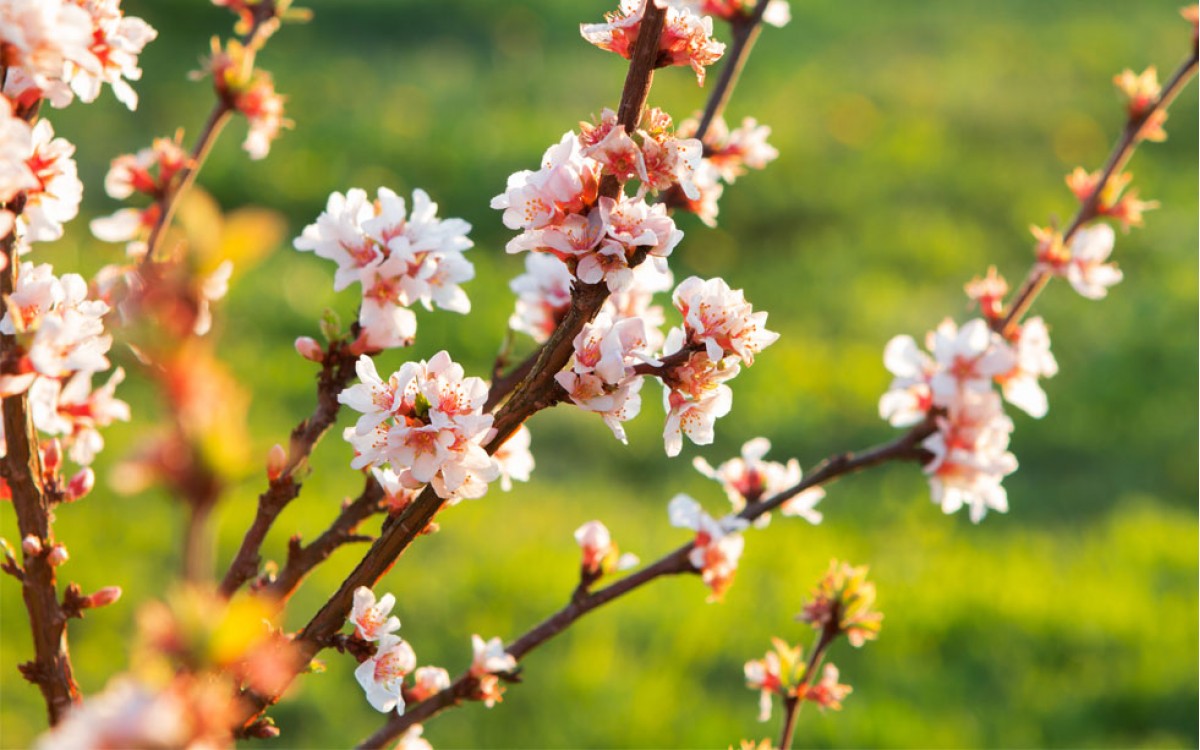 Todo sobre el Árbol de Cerezo