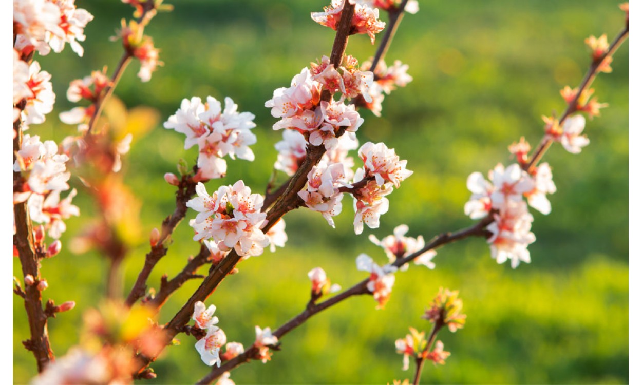 Cómo cultivar el cerezo de flor, árbol ornamental