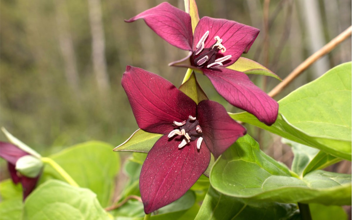 Trillium Erectum