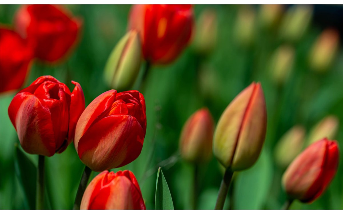 Tulipanes rojos: Significado