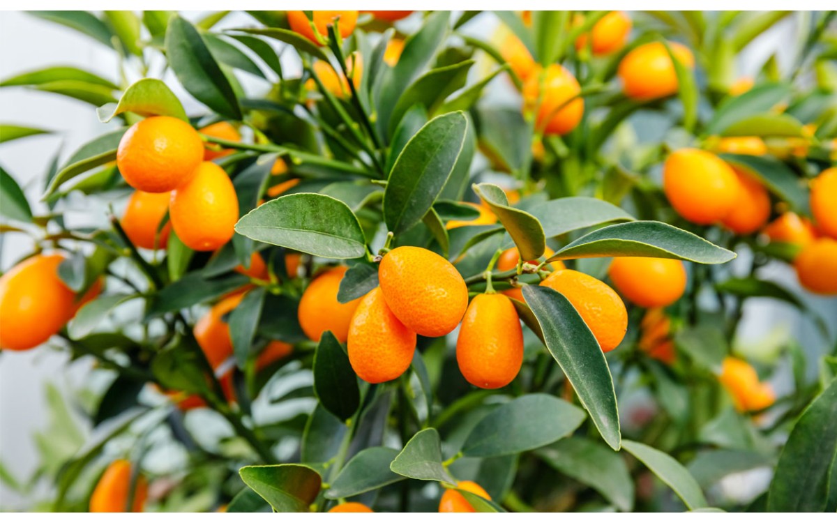 Un árbol frutal que se puede usar en interiores o exteriores para decorar es la naranja china o kumq