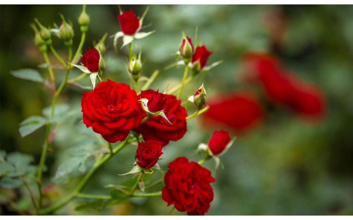 Una de las flores más conocidas las Rosas