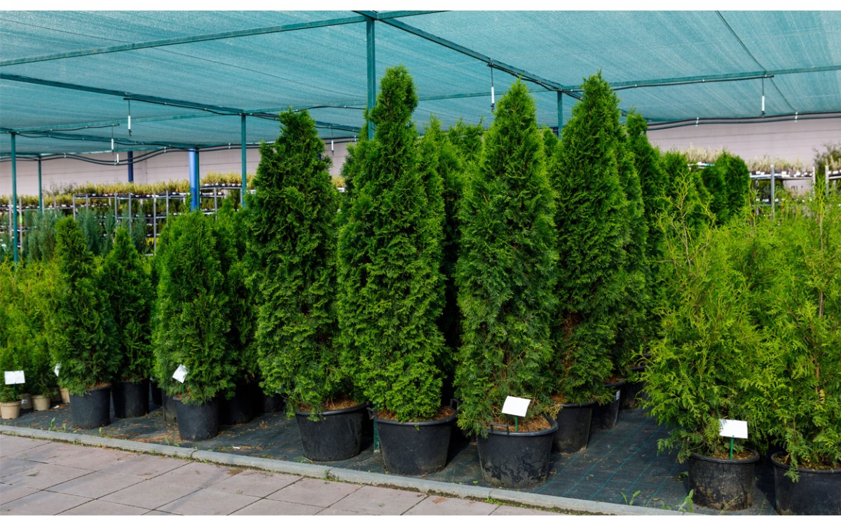 Usos y Cuidados de la Thuja Occidentalis