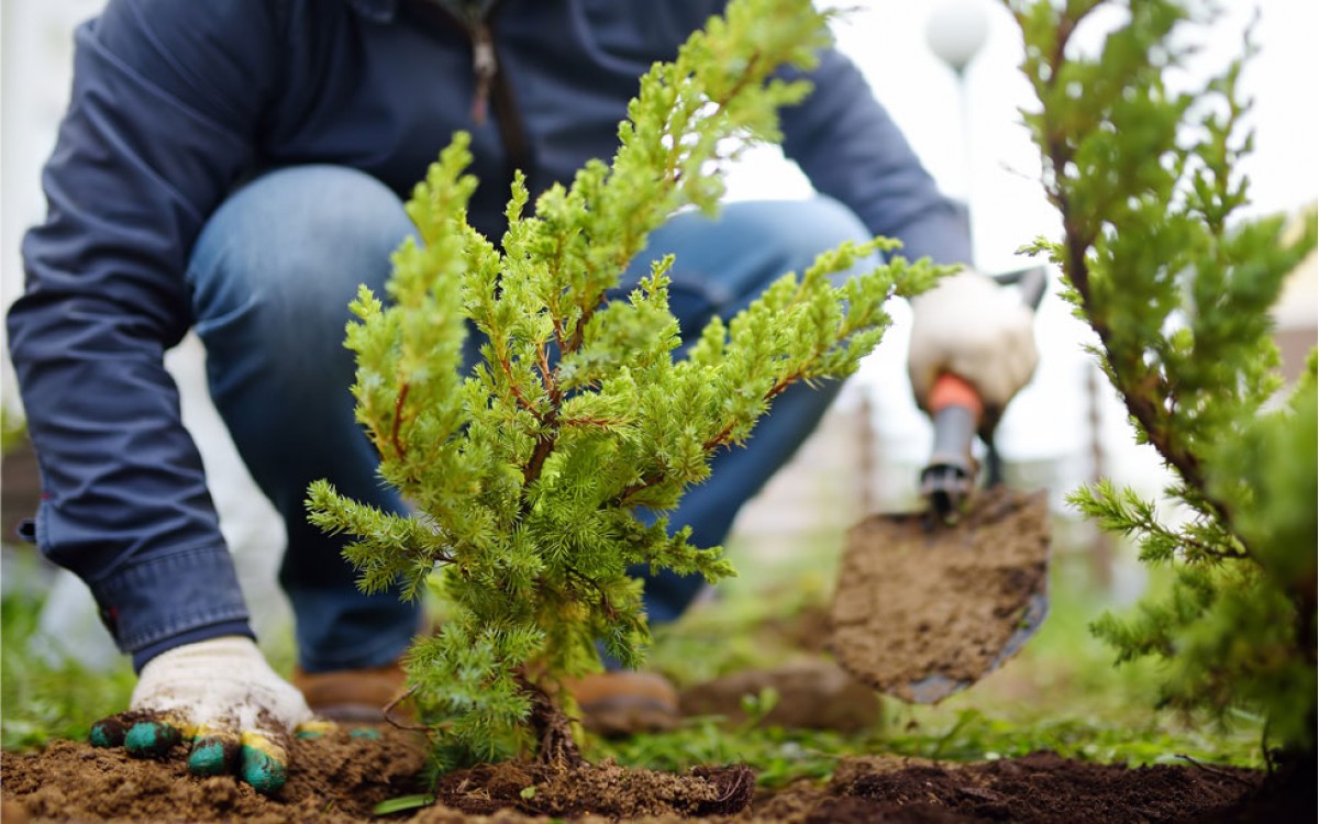 Ventajas de las Plantas Arbustivas