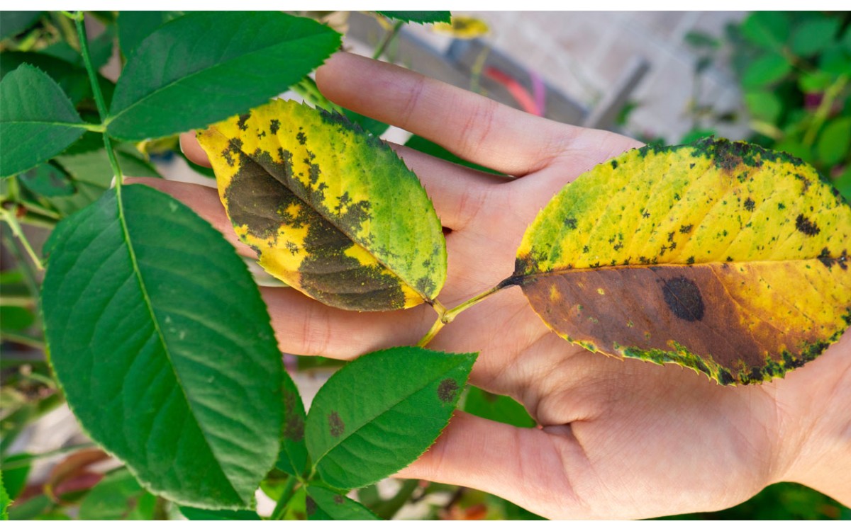 Verás florecer tus plantas, sanas y hermosas eliminando la negrilla