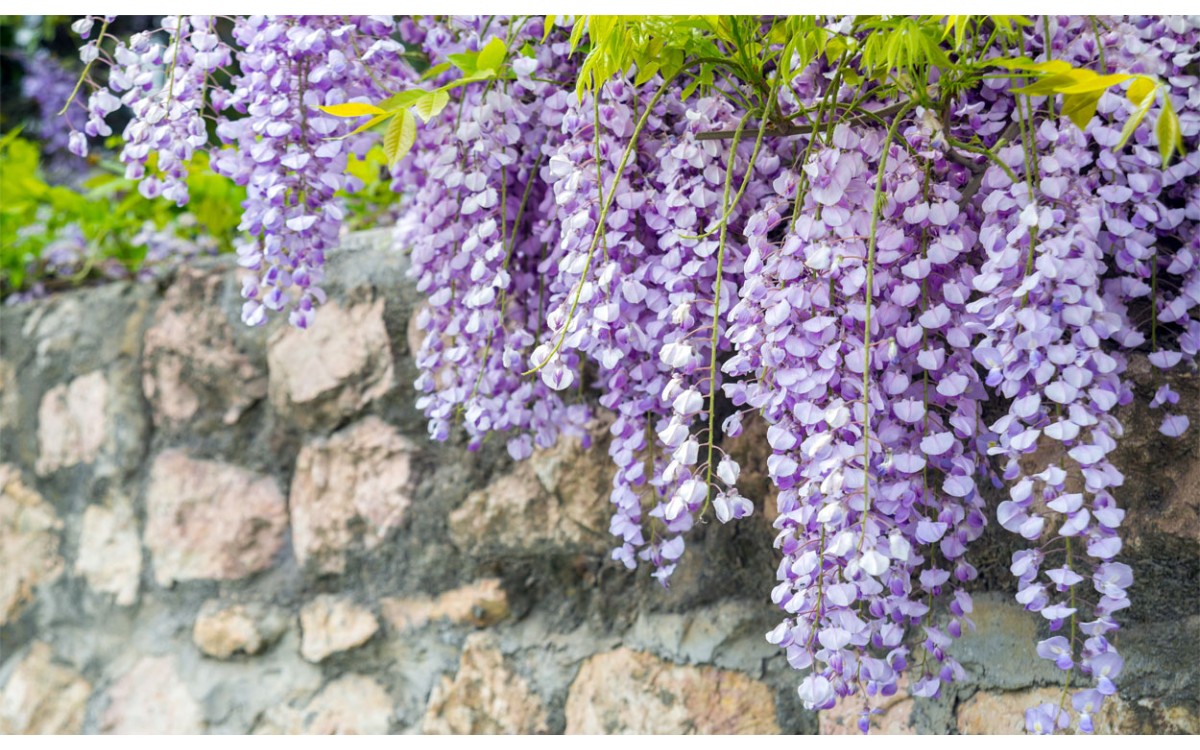 Wisteria o glicinia, una hermosa planta que florece espectacularmente