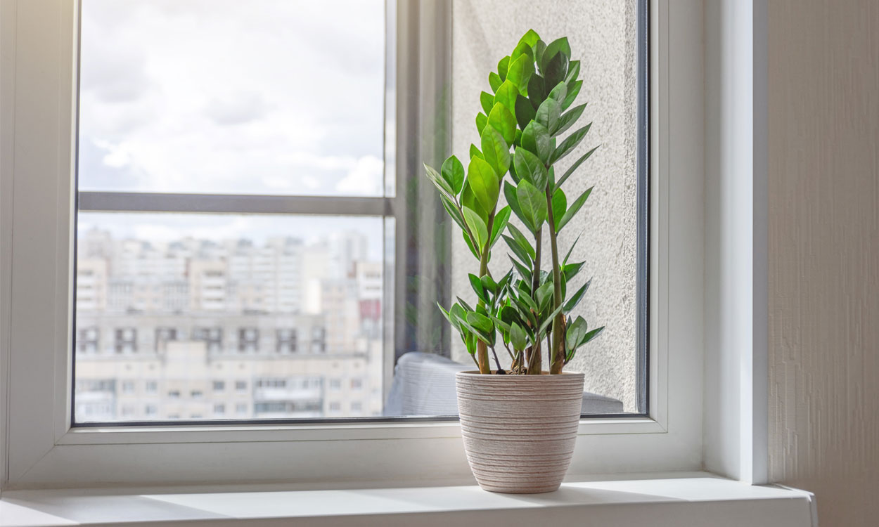 Zamioculca una planta de interior