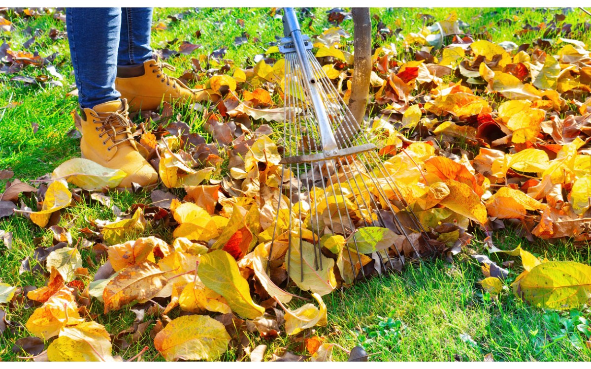  Jardín de otoño: cultivos y tareas para cuidarlo 