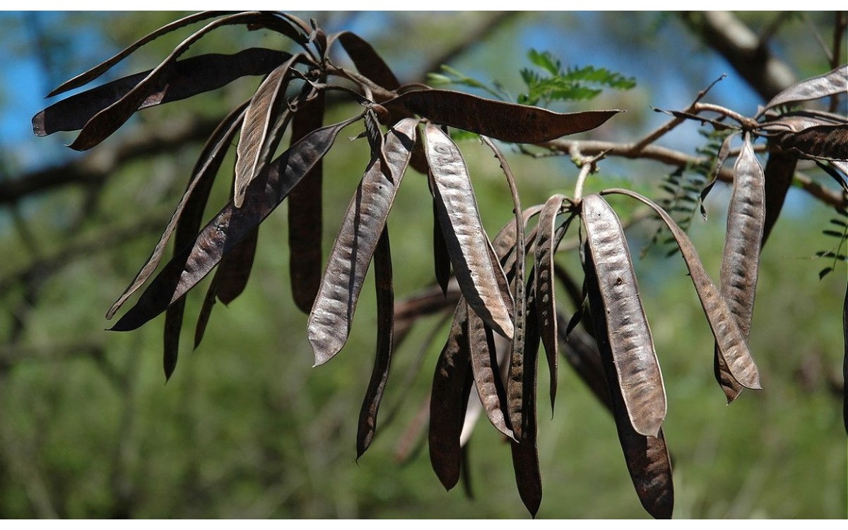Leucaena leucocephala, conocida comúnmente como Acacia, tamarindo silvestre, guaje o huaxín