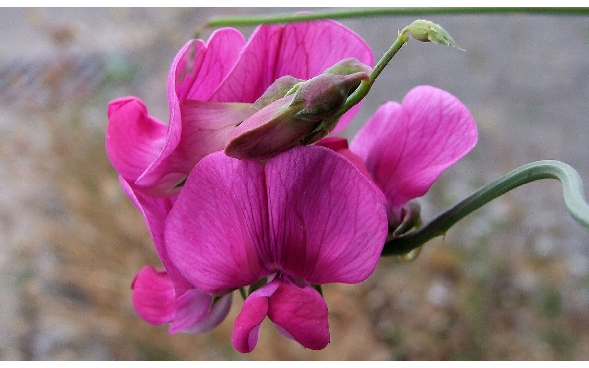 Lathyrus latifolius conocido como guisante perenne, guisante de olor silvestre, guisante eterno o al