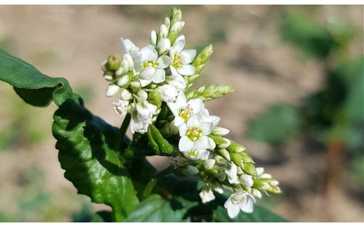 Fagopyrum esculentum Moench conocido como alforfón o trigo sarraceno