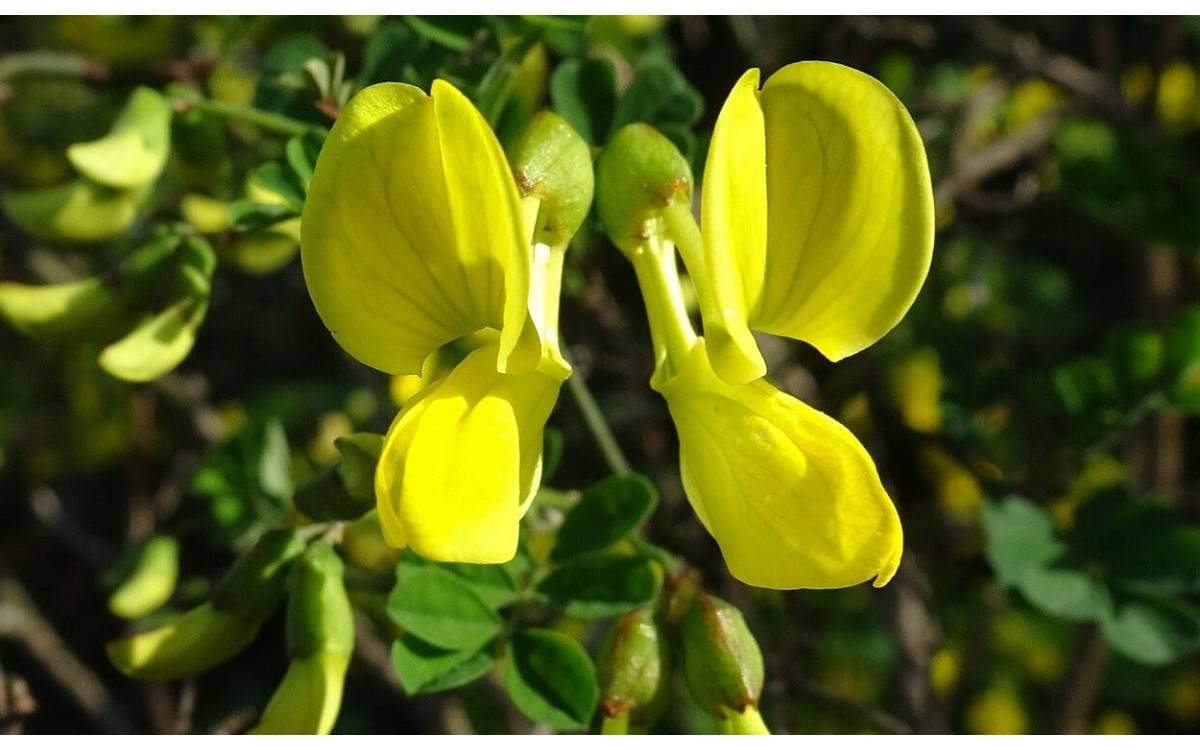 Hippocrepis emerus (L.) Lassen conocida como Aliagueta