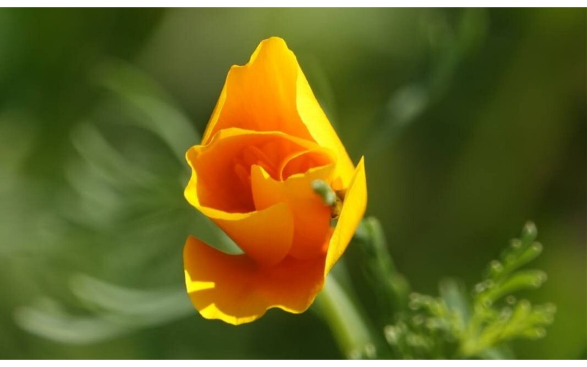 Eschscholzia californica Cham conocida como la amapola de California