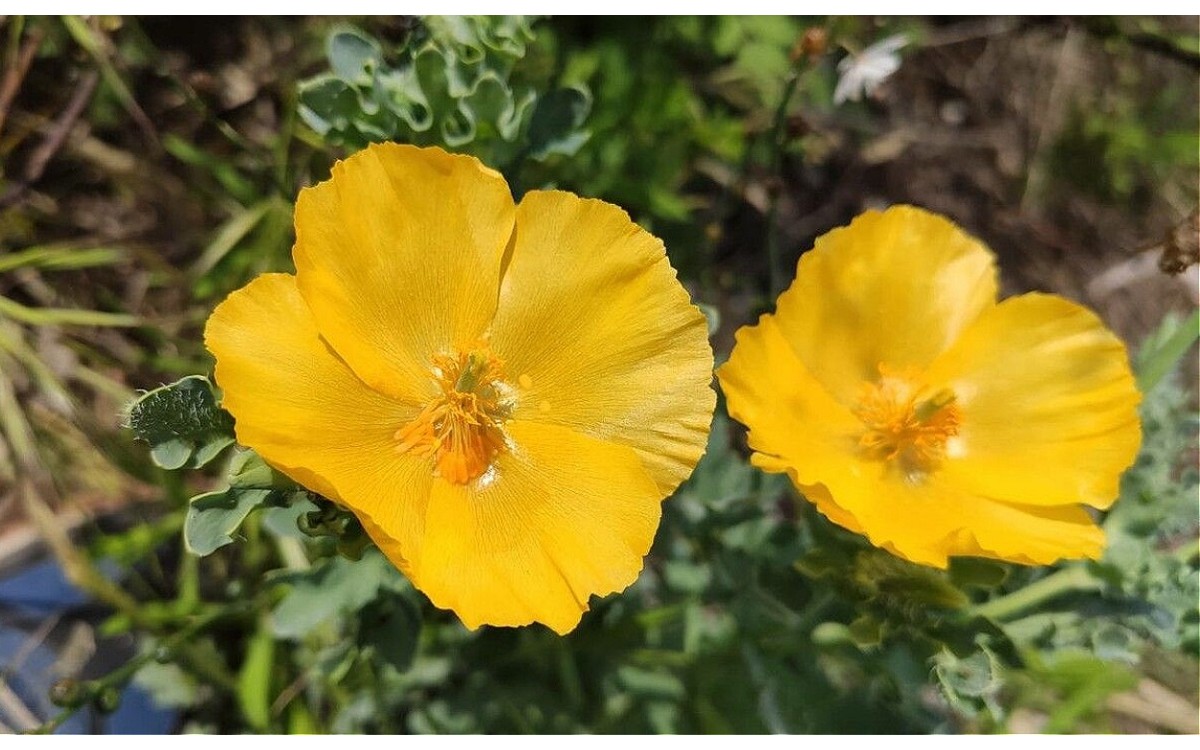 Glaucium flavum Crantz conocida como adormidera amarilla